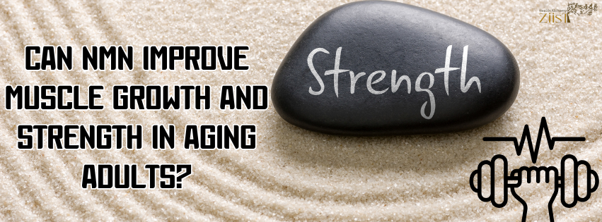 Can NMN Improve Muscle Growth and Strength in Aging Adults?