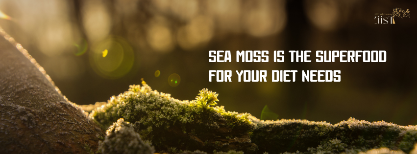 Sea Moss Superfood is the Ultimate Superfood for Your Diet
