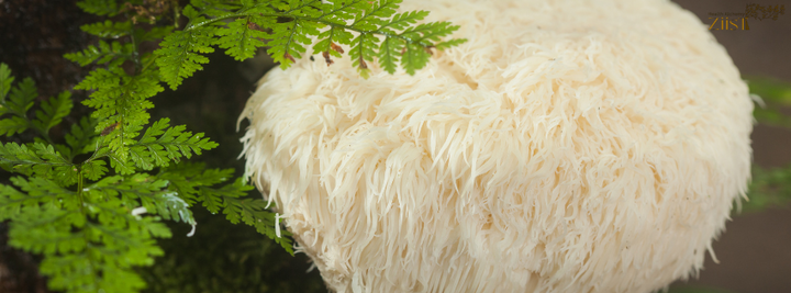 Lion’s Mane Mushroom: The Ultimate Brain-Boosting Supplement