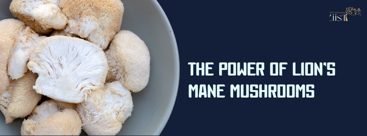 Boost Your Brain: The Power of Lion’s Mane Mushrooms